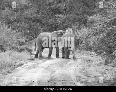 Les jeunes éléphants jouant par une piste de terre dans la savane d'Afrique australe Banque D'Images