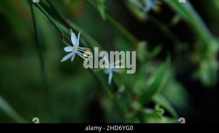 Gros plan de Chlorophytum comosum, appelé plante araignée, également connu sous le nom d'ivie araignée, plante de ruban. Banque D'Images