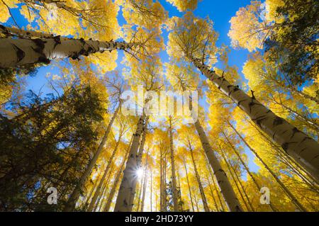 Photo à angle bas d'arbres dorés de peuplier faux-tremble d'automne en Arizona Banque D'Images