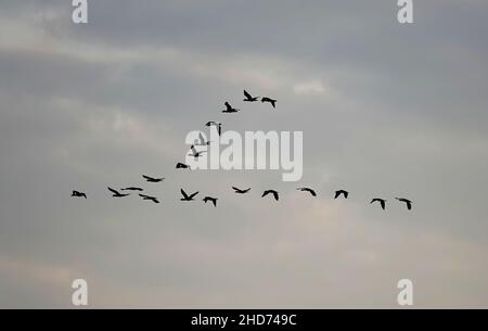 Tir à angle bas de cormorans volant en formation dans un ciel nuageux, Norfolk, Royaume-Uni Banque D'Images