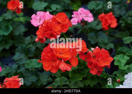 Geraniums rouges fleurs gros plan (Pelargonium) Banque D'Images