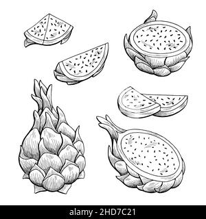 Pitaya dragon fruit graphique noir blanc isolé esquisse illustration vecteur Illustration de Vecteur