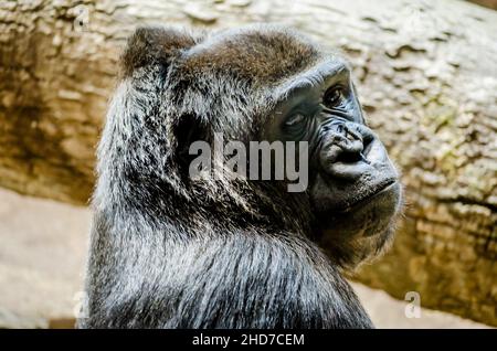 Portrait d'un triste Gorilla.Vue rapprochée d'un animal à l'aspect émotionnel dans un parc zoologique. Banque D'Images
