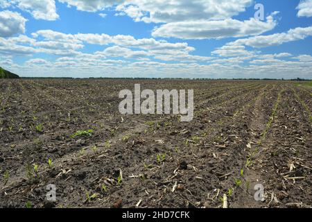 Agriculture paysage de terrain avec les premiers pousses de maïs.Croissance du maïs et germination du maïs sur sol sablonneux. Banque D'Images