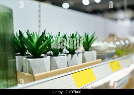 Pot succulent sur les étagères du magasin Banque D'Images