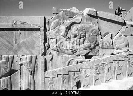 Bas-relief d'un lion attaquant un taureau à l'ancienne capitale persane des Achaéménides de Persepolis (aujourd'hui Takht-e Jamshid, au nord de Shiraz) Banque D'Images