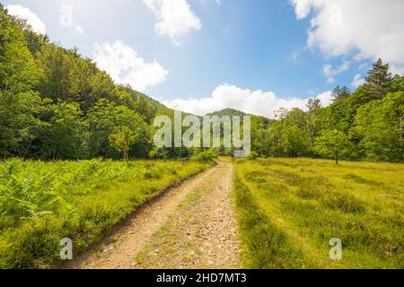 Sentier sur le sentier du Mont Ramaeto près du village de Ventarola, province de Gênes, Italie Banque D'Images