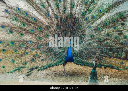 Peacock étalant la belle queue dans le parc Banque D'Images