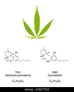 Feuille de fan de cannabis avec des formules chimiques des cannabinoïdes THC et CBD.Feuilles de chanvre et structures chimiques du tétrahydrocannabinol et du cannabidiol. Banque D'Images