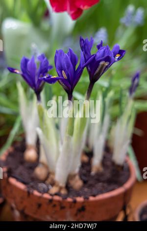 Petites fleurs printanières dans le jardin.Minuscules iris violet-bleu dans un pot d'argile, Iris reticulata ou iris nain, plante bulbeuse Banque D'Images