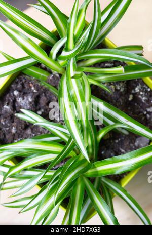 Chlorophytum comosum plante dans le jardin de la maison de près Banque D'Images