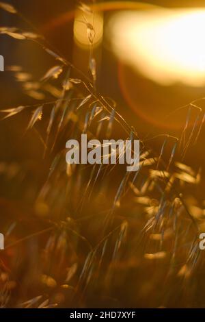 Image d'arrière-plan de l'herbe sèche retombée par le lever du soleil ou le coucher de soleil derrière elle avec beau bokeh Banque D'Images