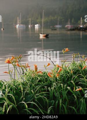 Le paysage de jardin de microclimat tempéré d'été de Plockton et Loch Carron à Lochalsh, Wester Ross, West Highlands Scotland, Royaume-Uni Banque D'Images