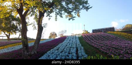 Le Parc urbain de San-Tseng-Chi par une journée ensoleillée et lumineuse avec des champs de fleurs colorés sur la colline sous un ciel bleu clair pendant le Festival des fleurs, à Beitou Banque D'Images