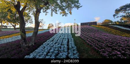 Le Parc urbain de San-Tseng-Chi par une journée ensoleillée et lumineuse avec des champs de fleurs colorés sur la colline sous un ciel bleu clair pendant le Festival des fleurs, à Beitou Banque D'Images