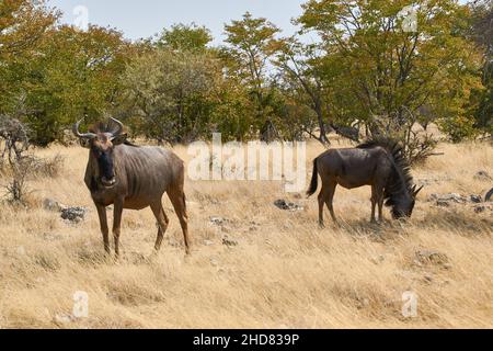 Deux Blue Wildebeest (Connochaetes taurinus) qui broutent dans le parc national d'Etosha, en Namibie.Animaux de safari africains dans la nature. Banque D'Images