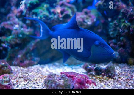 Magnifique aquarium avec poissons bleus et coraux dans la lumière du néon à Prague, République Tchèque Banque D'Images