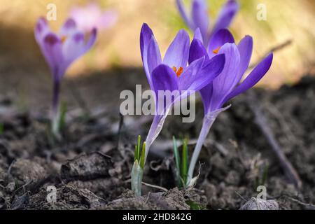 Iris violet et jaune sauvage (Crocus heuffelianus discolor) fleurs croissant à l'ombre, herbe sèche et feuilles autour Banque D'Images