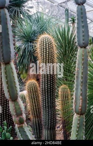 Cactus, Princess of Wales Conservatory, Kew Garden, Londres, Angleterre, Royaume-Uni Banque D'Images