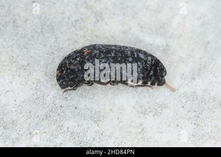 Dermestes murinus de la famille Dermestidae un scolyte de peau. Banque D'Images