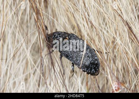 Dendroctone de la peau - Dermestes murinus de la famille des Dermestidae.Un coléoptère sur la fourrure d'un animal mort. Banque D'Images