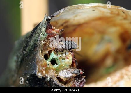 Dermestes undulatus est une espèce de dendroctone du tapis de la famille des Dermestidae.Coléoptère sur les poissons morts. Banque D'Images