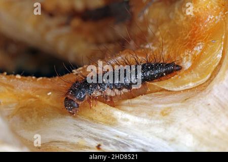 Dermestes undulatus est une espèce de dendroctone du tapis de la famille des Dermestidae.Larve sur les poissons morts. Banque D'Images