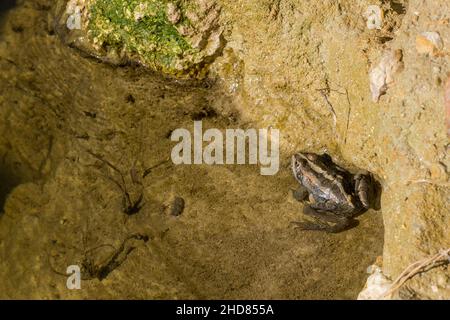 Grenouille d'eau de Levant ou grenouille de Bedriaga, Pélophylax bedriagae, sur la boue dans la piscine d'eau douce, Gozo, Malte Banque D'Images