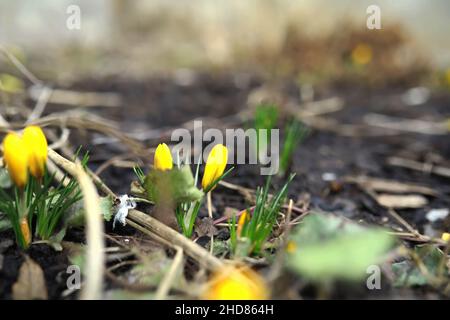 Crocus blanc et jaune dans le pays au printemps. Fleurs de printemps brillantes. Des plantes fraîches et joyeuses ont fleuri. Les jeunes pousses. Banque D'Images