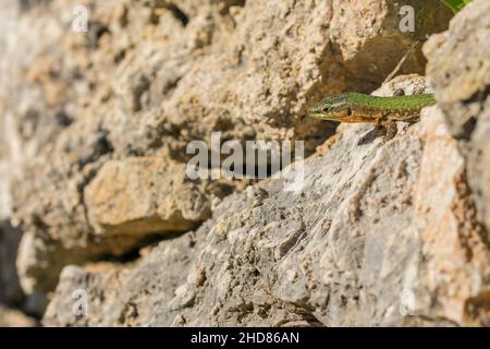 Mâle Maltais Wall Lizard, ou Filfola Lizard, Podarcis filfolensis en sortie de son ne, à Malte Banque D'Images