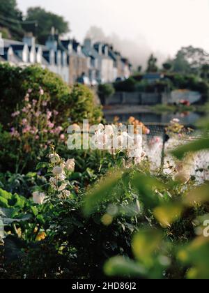 L'été tempéré microclimat cottage paysage de jardin de Plockton et Loch Carron à Lochalsh, Wester Ross, West Highlands Ecosse Royaume-Uni Banque D'Images