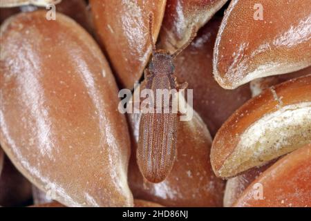 Oryzaephilus surinamensis appelé 'scarabée de grain à dents' de la famille des Silvanidae.C'est un ravageur commun dans le monde entier dans les entrepôts et les maisons. Banque D'Images