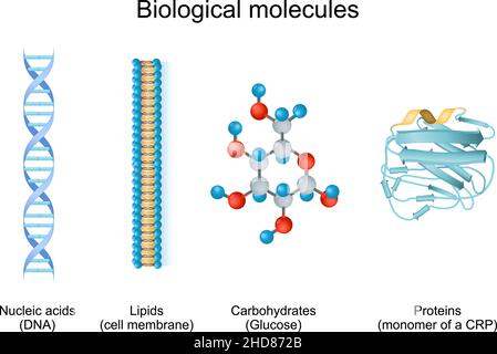 la biomolécule est une molécule présente dans les organismes vivants.Types de molécules biologiques : glucides, lipides, acides nucléiques et protéines Illustration de Vecteur