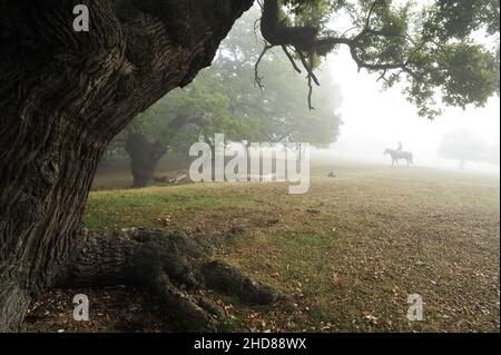 Cavalier dans le brouillard du matin, automne à Richmond Park Surrey, Angleterre, Royaume-Uni. Banque D'Images