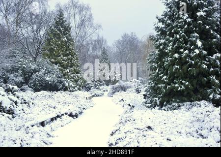 Isabella Plantation, jardin boisé en hiver, situé à Richmond Park Surrey, Angleterre. Banque D'Images