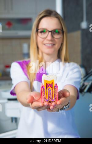 Dentiste montrant une dent saine Banque D'Images