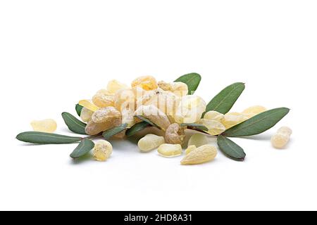 Le mastic Chios se déchire avec des feuilles de lentilles (Pistacia lentiscus) sur fond blanc Banque D'Images
