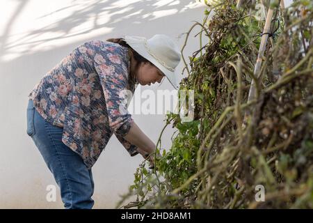 jeune fille avec chapeau travaillant dans son jardin biologique à la maison un jour ensoleillé coupant les branches sèches avec des ciseaux Banque D'Images