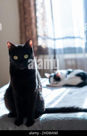 Le chaton noir prend soin de son frère blanc alors qu'il a une sieste sur le matelas Banque D'Images