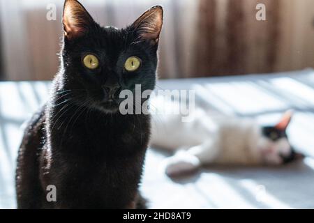 Le chaton noir prend soin de son frère blanc alors qu'il a une sieste sur le matelas Banque D'Images