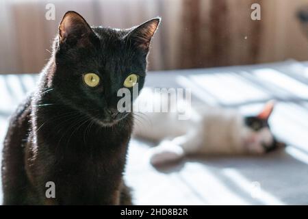 Le chaton noir prend soin de son frère blanc alors qu'il a une sieste sur le matelas Banque D'Images