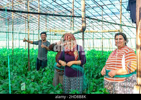 Demre, Turquie - 12 novembre 2021 : les travailleurs font un filet de soutien pour les semis de légumes en serre Banque D'Images
