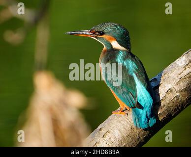 Femme Kingfisher (Alcedo athe) Banque D'Images