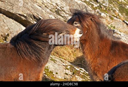 Tratrain Law, East Lothian, Écosse, Royaume-Uni.4th janvier 2022.La loi abrite 12 poneys Exmoor,Qui y sont déjà grasés depuis 2011, après des mois les poneys profitent à nouveau de la liberté de pâturage sur le sommet comme à la fin de 2021, la porte sud-ouest a été ouverte pour leur permettre d'accéder librement à leur vieux sol de stomie avec des vues sur l'est Lothian.Les poneys ont été introduits à l'origine à Tratrain pour des raisons de conservation, y compris la lutte contre les feux sauvages dus à de longues herbes en été.Blanc d'archiche Banque D'Images