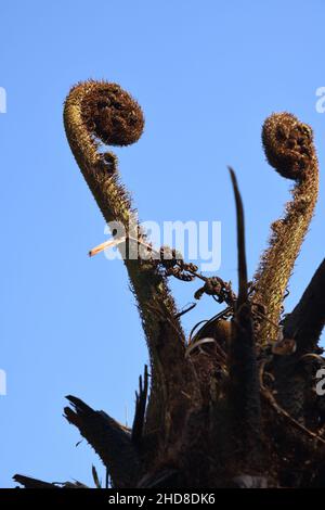 Fougères d'arbre noir ou Sphaeropteris medullalis.Point de vue de Dalgaon (altitude 2500 pieds).Kalimpong, Bengale-Occidental, Inde. Banque D'Images