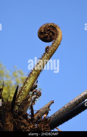 Fougères d'arbre noir ou Sphaeropteris medullalis.Point de vue de Dalgaon (altitude 2500 pieds).Kalimpong, Bengale-Occidental, Inde. Banque D'Images