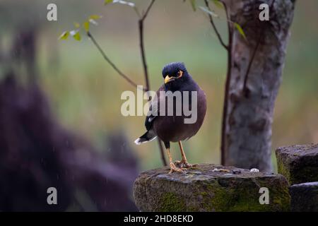 Oiseau de myna commun assis sur une roche dans un jour pluvieux Banque D'Images