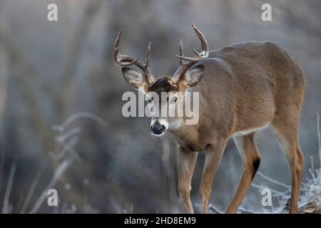 Pied buck blanc cerf. Banque D'Images