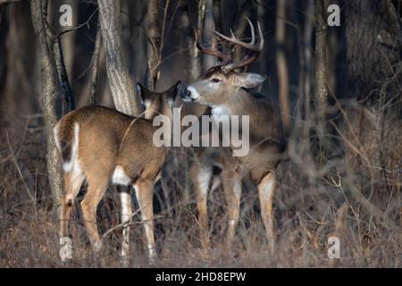 Cerf de Virginie Buck avec un doe dans les bois. Banque D'Images