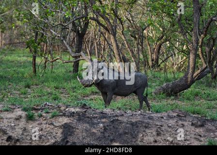 Le cochon commun, Phacochoerus sundevallii, est un membre sauvage de la famille des cochons Banque D'Images